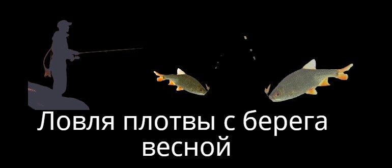 Ловля плотвы с берега весной