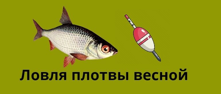 Ловля плотвы весной