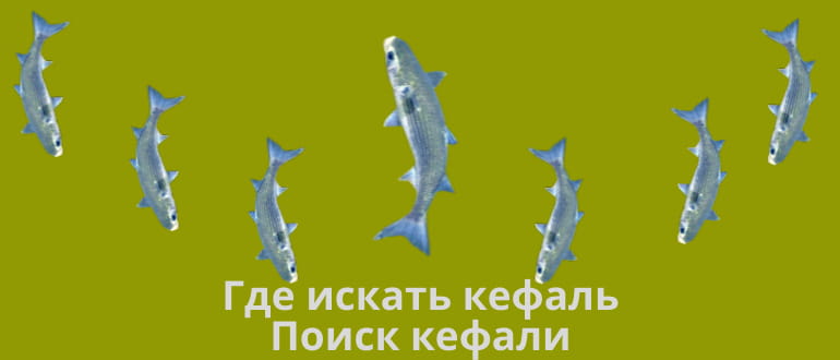 Где искать кефаль