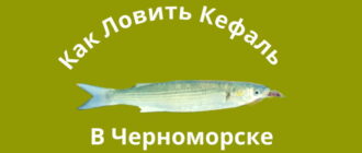 Как ловить кефаль