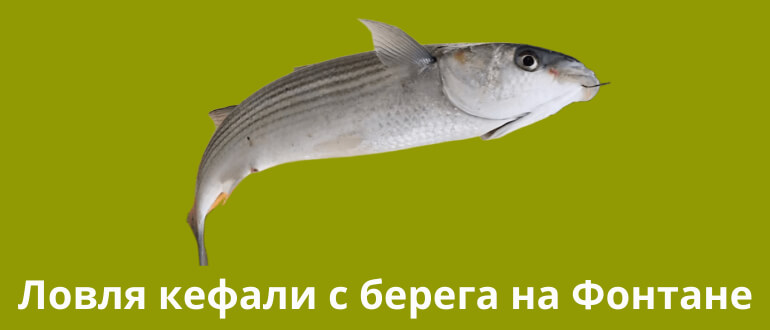 Ловля кефали с берега на Фонтане? Как ловить кефаль на Фонтане?