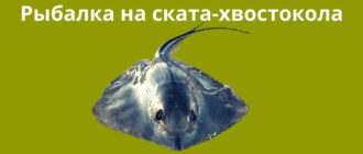 Рыбалка на ската хвостокола