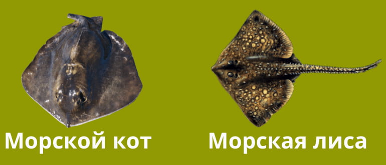 Эти скаты водятся в Черном море. Скаты в Черном море морской кот и морская лиса