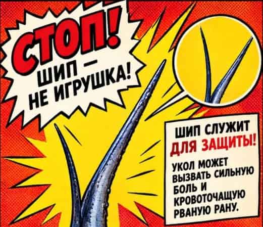 С шипом ската надо быть осторожным. ядовитый шип ската